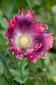 Attēlu rezultāti vaicājumam “Papaver somniferum flower”