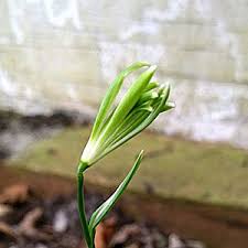 Attēlu rezultāti vaicājumam “Galanthus nivalis bud”