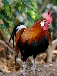 Attēlu rezultāti vaicājumam “Gallus”