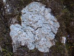 Attēlu rezultāti vaicājumam “Pertusaria amara”