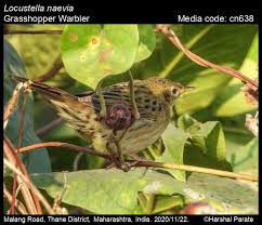 Image result for Locustella naevia