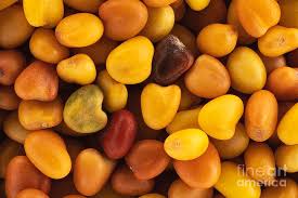 Attēlu rezultāti vaicājumam “Trifolium repens fruit”