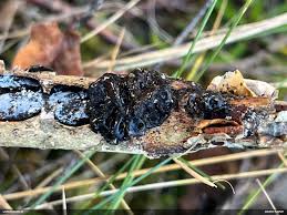 Attēlu rezultāti vaicājumam “Paradiacheopsis rigida macro”