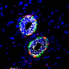 Attēlu rezultāti vaicājumam “Bryum funkii cells”