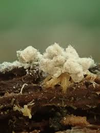 Attēlu rezultāti vaicājumam “Badhamia nitens sessile”