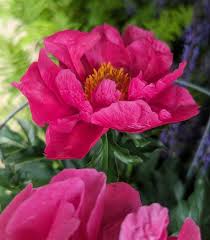 Attēlu rezultāti vaicājumam “Paeonia lactiflora flower”