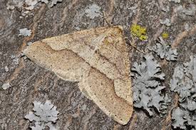 Attēlu rezultāti vaicājumam “Agriopis marginaria”