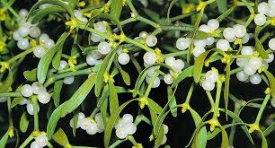 Attēlu rezultāti vaicājumam “Viscum album female flower”