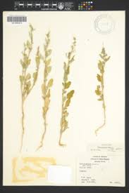 Attēlu rezultāti vaicājumam “Chenopodium acerifolium leaf”