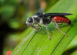 Attēlu rezultāti vaicājumam “Mutilla europaea”
