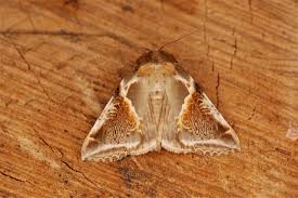 Attēlu rezultāti vaicājumam “Habrosyne pyritoides”