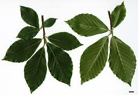 Attēlu rezultāti vaicājumam “Fagus sylvatica leaf”