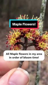 Attēlu rezultāti vaicājumam “Acer saccharinum flower”