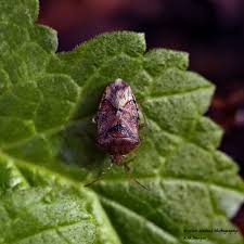 Attēlu rezultāti vaicājumam “Elasmucha grisea”