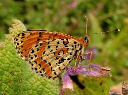 Attēlu rezultāti vaicājumam “Melitaea didyma male”