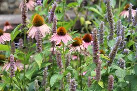 Attēlu rezultāti vaicājumam “Echinacea purpurea flower”