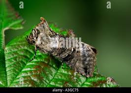 Attēlu rezultāti vaicājumam “Abrostola tripartita”