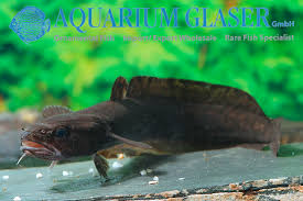 Image result for Lota lota