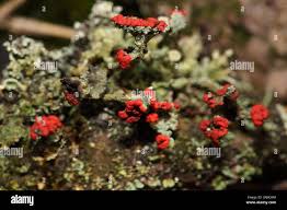 Attēlu rezultāti vaicājumam “Cladonia coccifera”