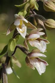 Attēlu rezultāti vaicājumam “Epipactis palustris leaf”