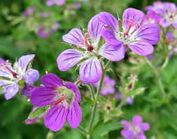 Attēlu rezultāti vaicājumam “xComagaria rosea  flower”