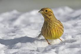 Attēlu rezultāti vaicājumam “Emberiza citrinella”