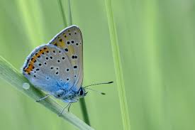 Attēlu rezultāti vaicājumam “Lycaena alciphron male”