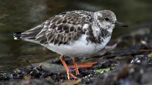 Attēlu rezultāti vaicājumam “Arenaria interpres”