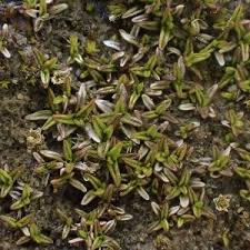 Attēlu rezultāti vaicājumam “Aloina rigida”