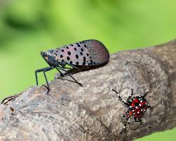 Attēlu rezultāti vaicājumam “Lycogala persicum macro”