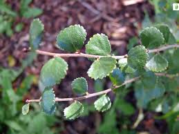 Attēlu rezultāti vaicājumam “Betula nana leaf”