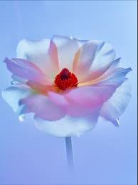 Image result for jill greenberg