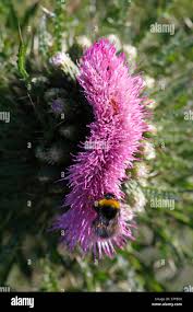 Attēlu rezultāti vaicājumam “Cirsium palustre flower”
