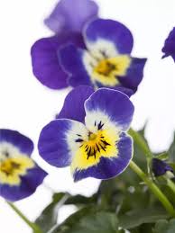 Image result for Hornveilchen