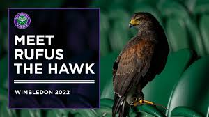 Image result for Wimbledon Hawks