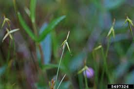 Attēlu rezultāti vaicājumam “Carex pauciflora”