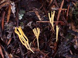 Attēlu rezultāti vaicājumam “Ramariopsis crocea”