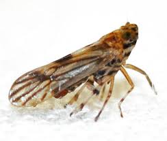 Attēlu rezultāti vaicājumam “Delphacidae”