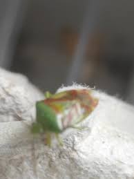 Attēlu rezultāti vaicājumam “Elasmostethus interstinctus imago”