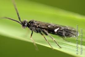 Attēlu rezultāti vaicājumam “Epirranthis diversata upperside”