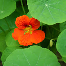 Attēlu rezultāti vaicājumam “Tropaeolum majus”