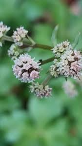 Attēlu rezultāti vaicājumam “Sanicula europaea bud”