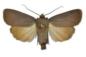 Attēlu rezultāti vaicājumam “Amphipyra livida”