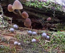 Attēlu rezultāti vaicājumam “Lycogala fuscoolearium macro”