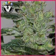 Attēlu rezultāti vaicājumam “Cannabis sativa fruit”