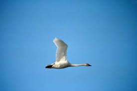 Attēlu rezultāti vaicājumam “Cygnus columbianus”