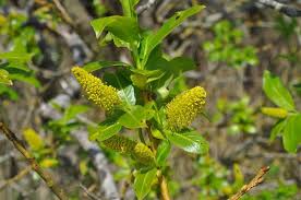 Attēlu rezultāti vaicājumam “Salix pentandra”
