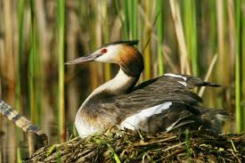 Attēlu rezultāti vaicājumam “Podiceps cristatus”