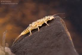 Attēlu rezultāti vaicājumam “Macrosteles sp. nymph”