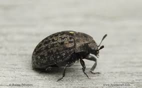 Attēlu rezultāti vaicājumam “Cytilus sericeus”